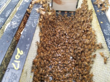 All the bees in the hive